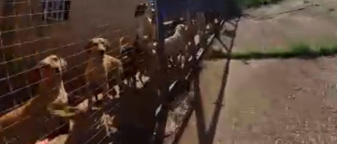 Polícia encontra 40 cães em condições inadequadas na casa de acumuladora de animais