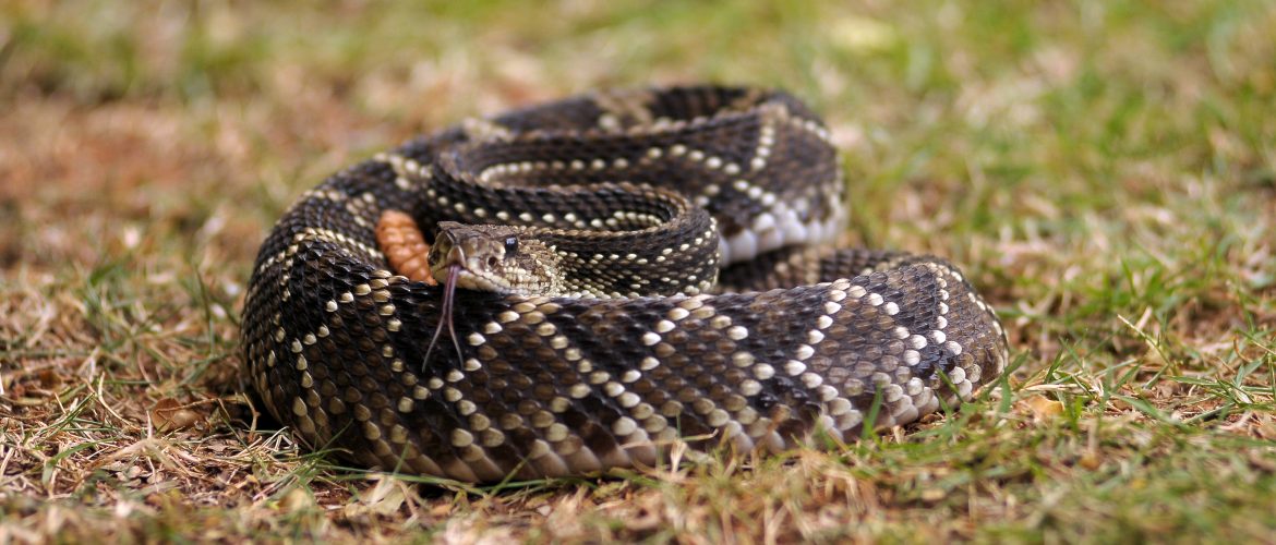 Acidentes com serpentes aumentam no Distrito Federal