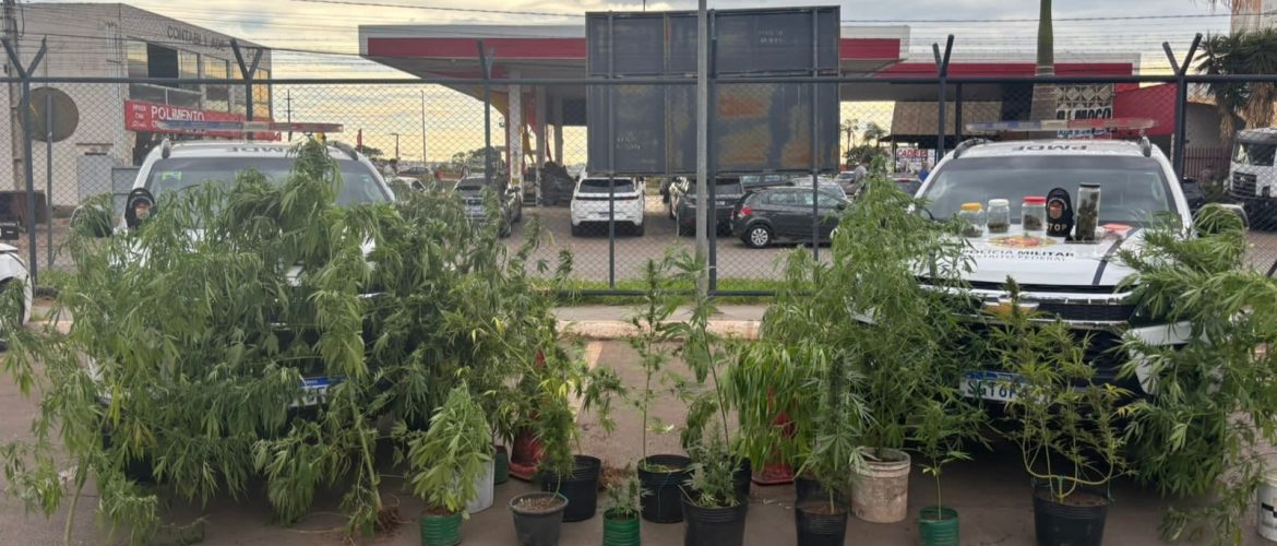 Ação do GTOP encontra cultivo de maconha em imóvel de Arniqueira