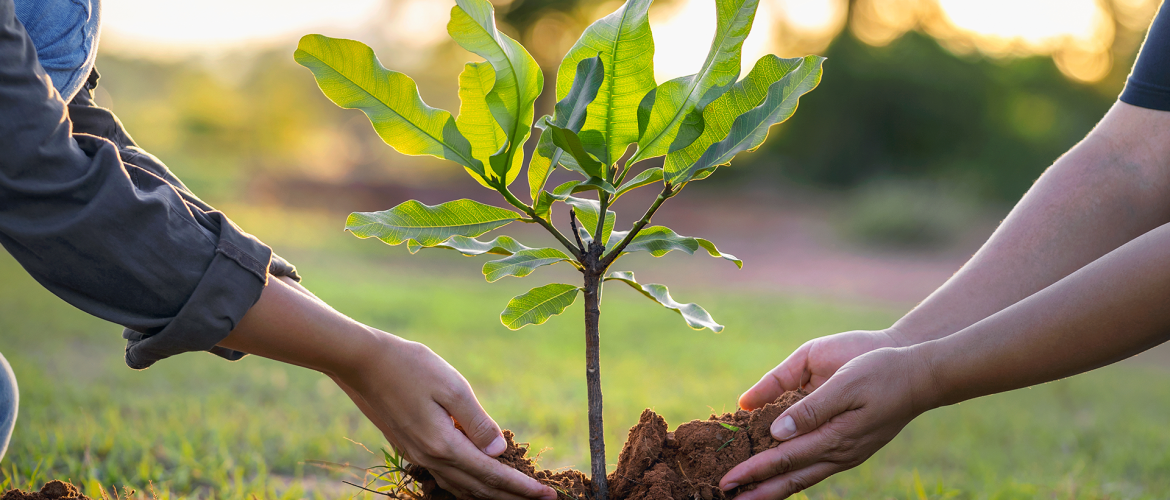 Brasília Ambiental chama comunidade para plantio no Parque do Areal
