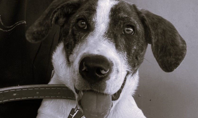Cachorro morre após ser baleado por vizinho em Arniqueira