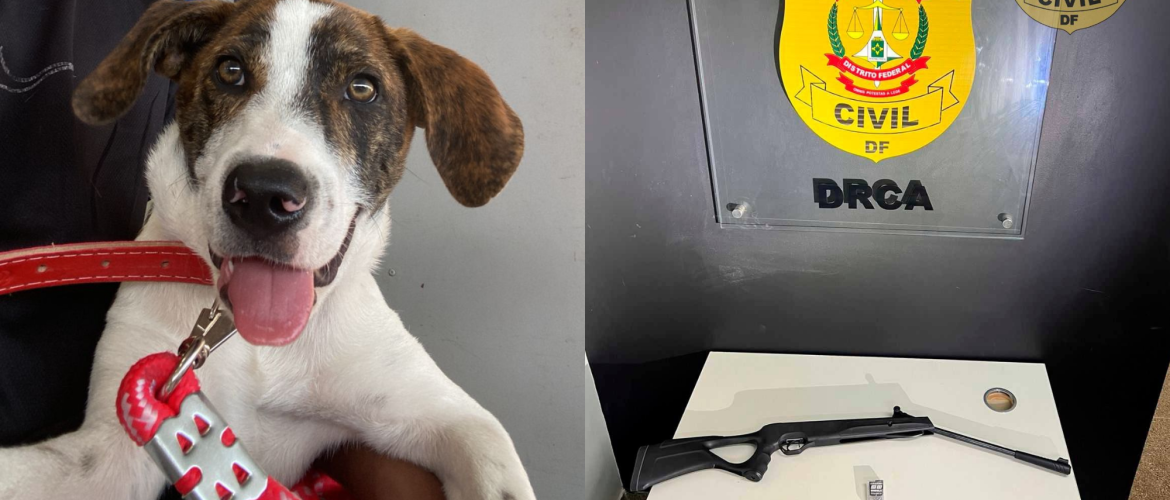 Homem é preso em flagrante após matar cachorro em Arniqueira