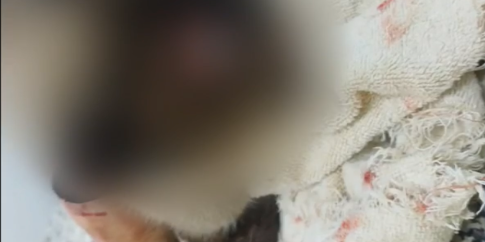 Gato morre após ataque brutal em condomínio de Arniqueira