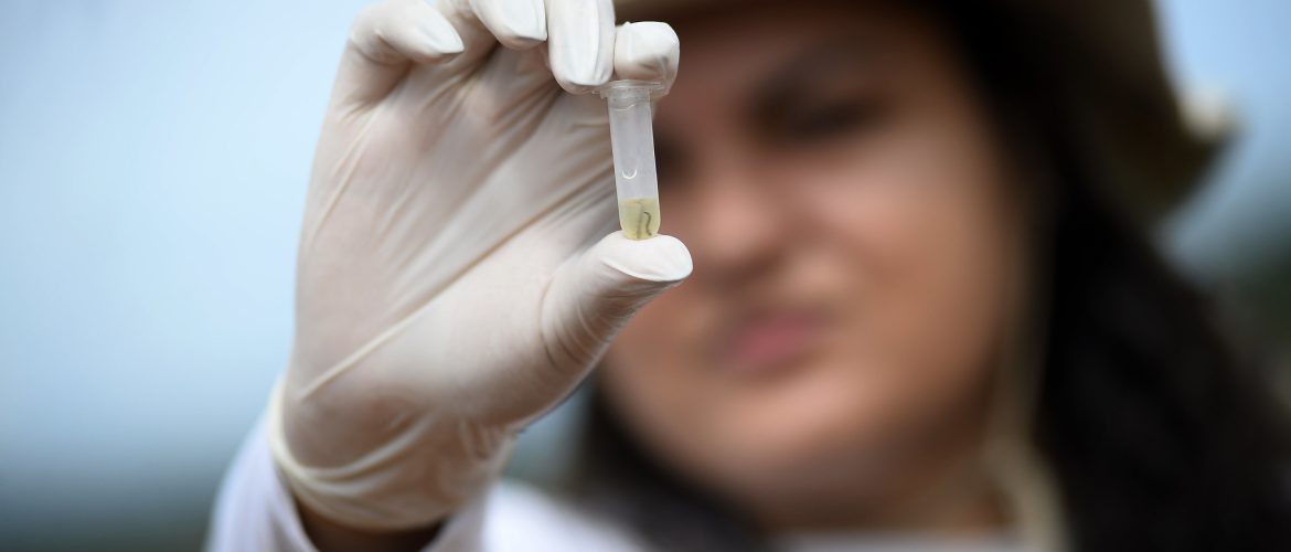 Período de chuvas redobra a atenção à doenças como a Chikungunya